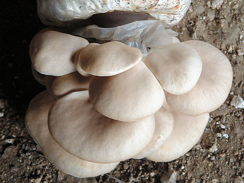 蘑菇品种名称和图片